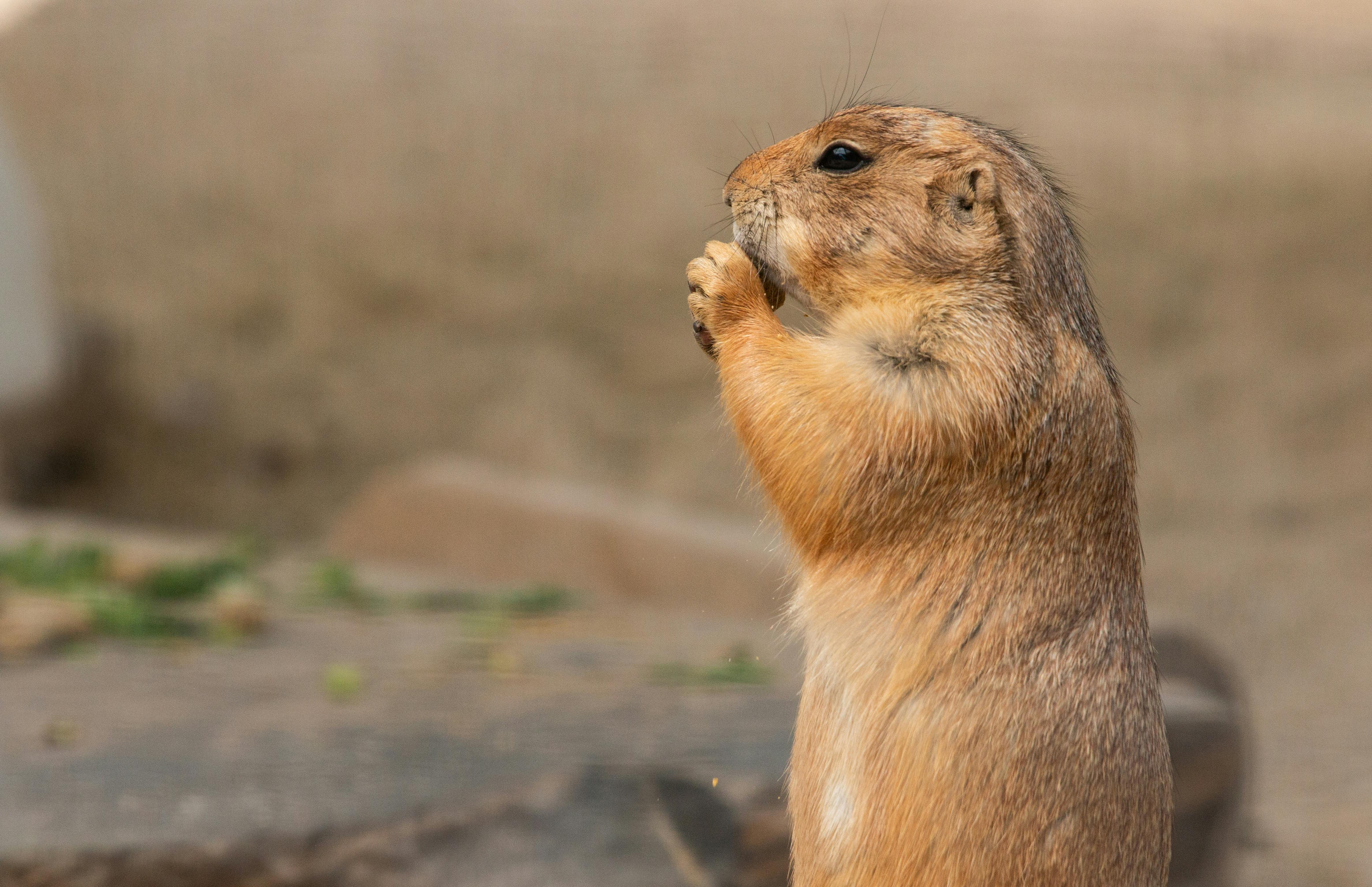 Un cane della prateria in posizione eretta che tiene le zampe vicino alla bocca su uno sfondo sfocato e terroso.