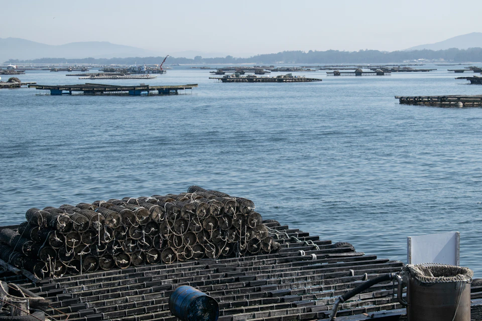 Oyster farming structures float on calm water; a pile of net-covered structures are in the foreground under a hazy sky.