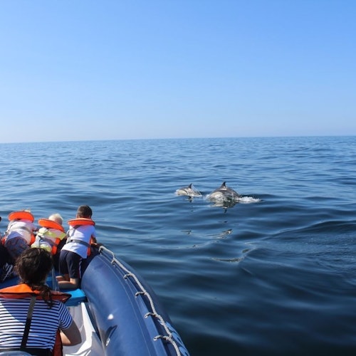 Dolphin Watching Tour from Lagos