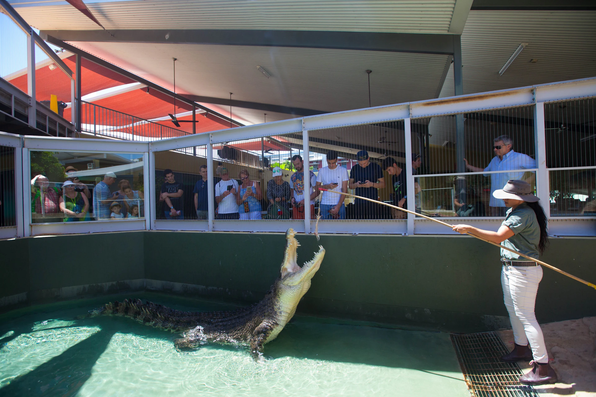 Big Croc Feed Show