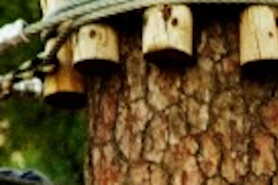 Zirolinas Go Alicante Adventure Park trees