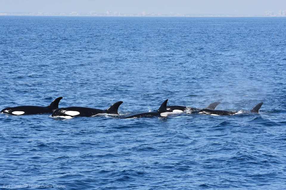 Long Beach Whale Watching & Dolphin