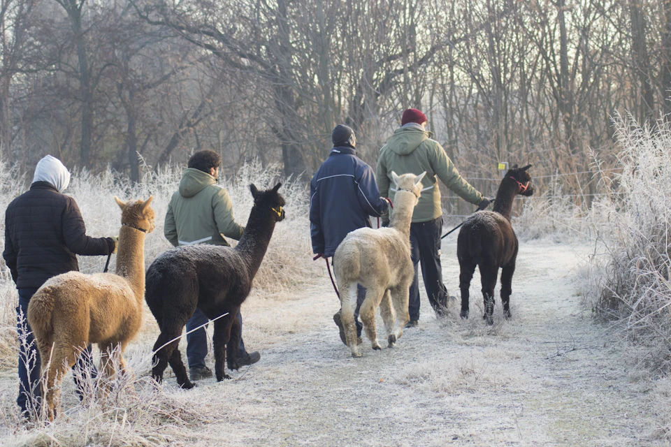 Three people walking on a frosty path, each leading alpacas on leashes through tall, bare trees.