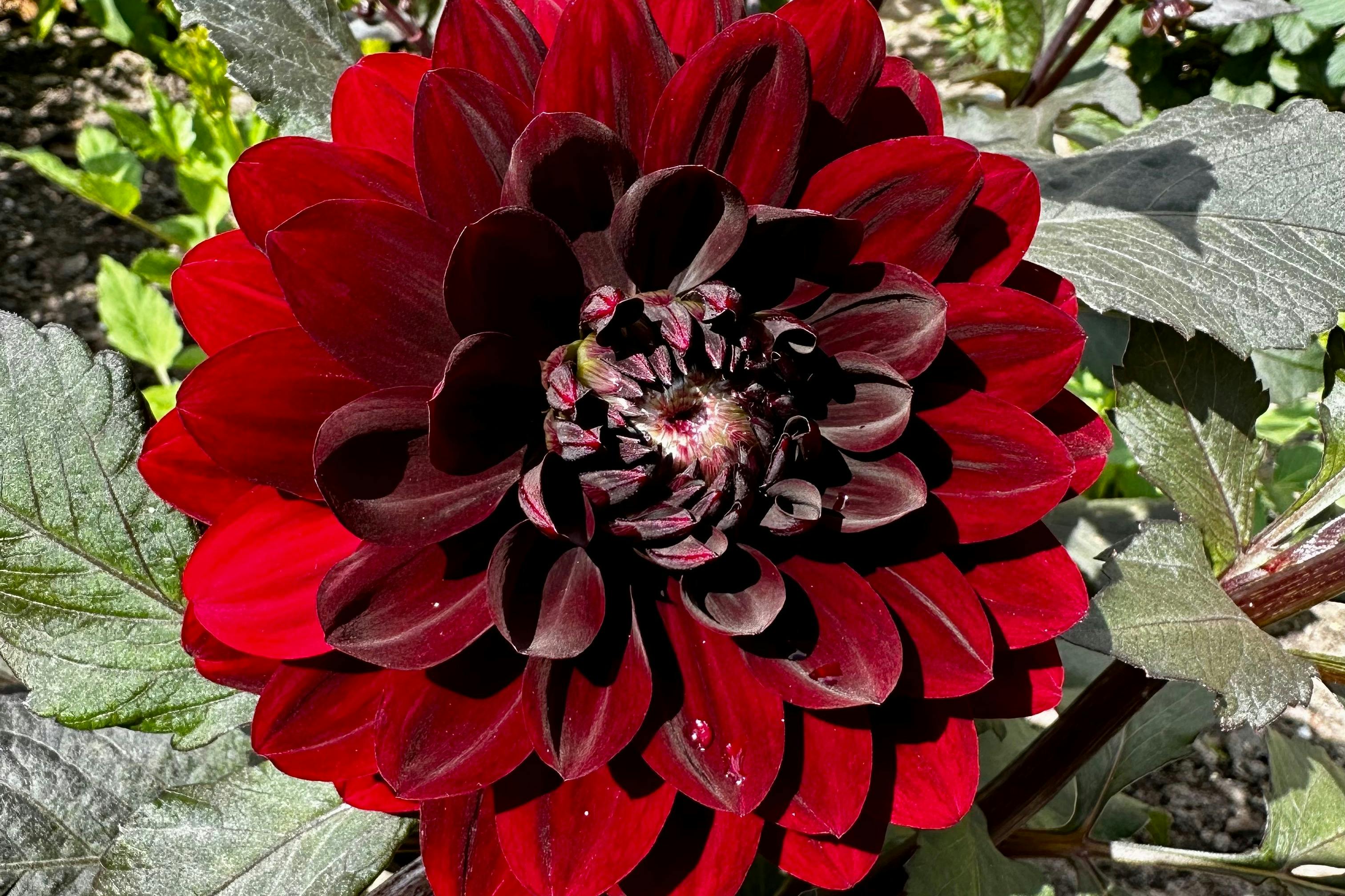 Dahlia