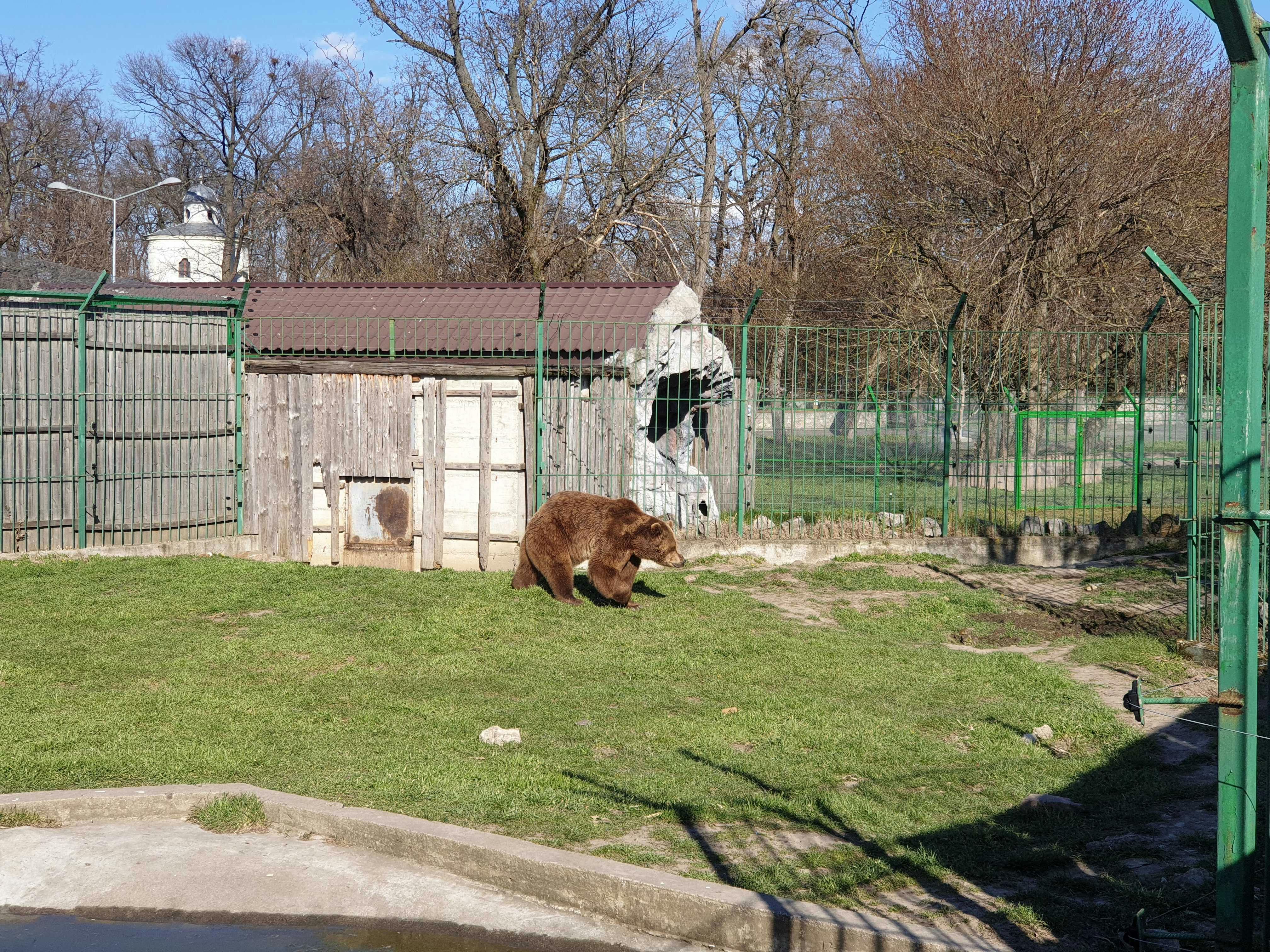 A bear walks on grass in an enclosed area with a wooden shelter and fence; leafless trees are in the background.