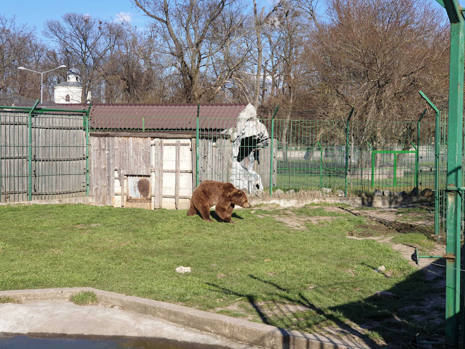 A bear walks on grass in an enclosed area with a wooden shelter and fence; leafless trees are in the background.