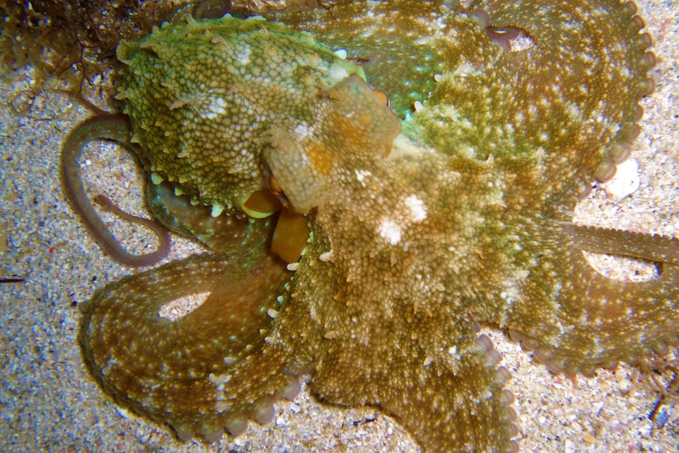 Octopus