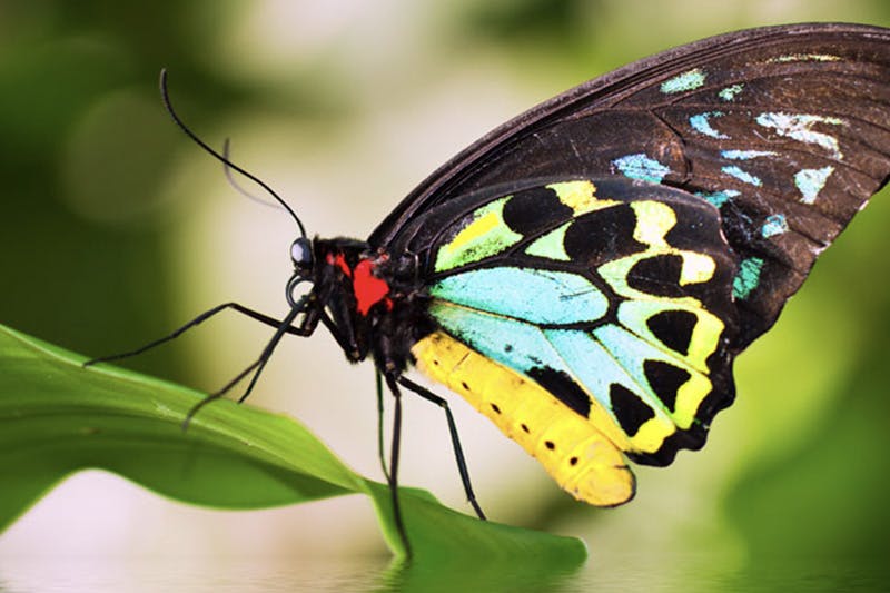 一只五颜六色的蝴蝶的特写镜头，黑色、黄色、蓝色和绿色的翅膀栖息在绿叶上。