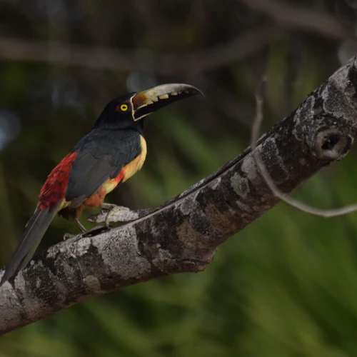 Muyil: Guided Bird Watching Tour + Breakfast + Transfer - Photo 3