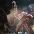 Riesiger Pazifischer Oktopus