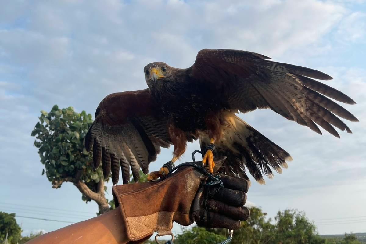 A bird of prey with outstretched wings perched on a gloved hand outdoors, with a tree and sky in the background.