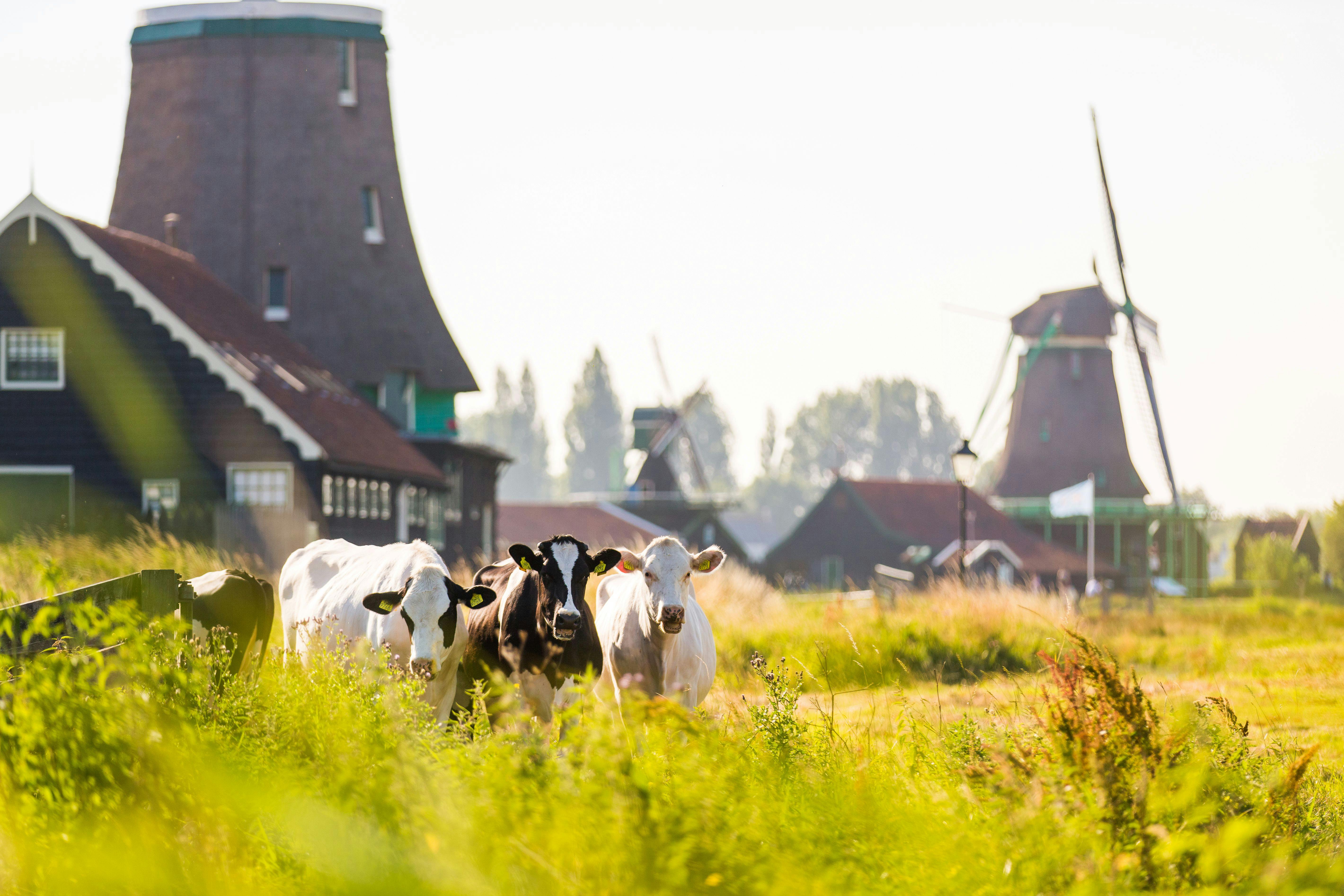 Τέσσερις αγελάδες στέκονται σε ένα καταπράσινο χωράφι με παραδοσιακούς ανεμόμυλους και ρουστίκ κτίρια στο παρασκήνιο.