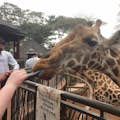 Alimentar a una jirafa en el centro de jirafas