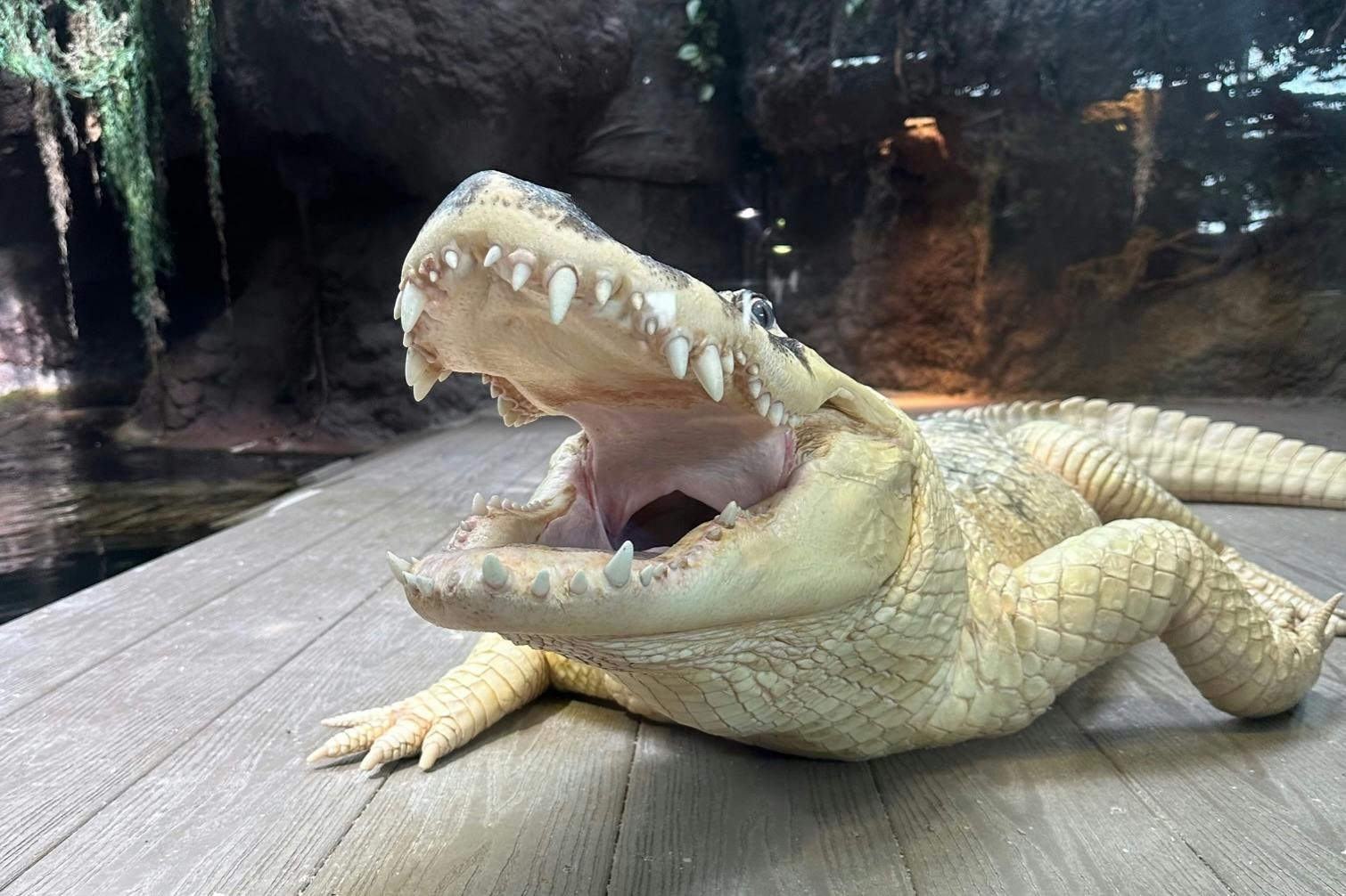 Λευκός αλιγάτορας