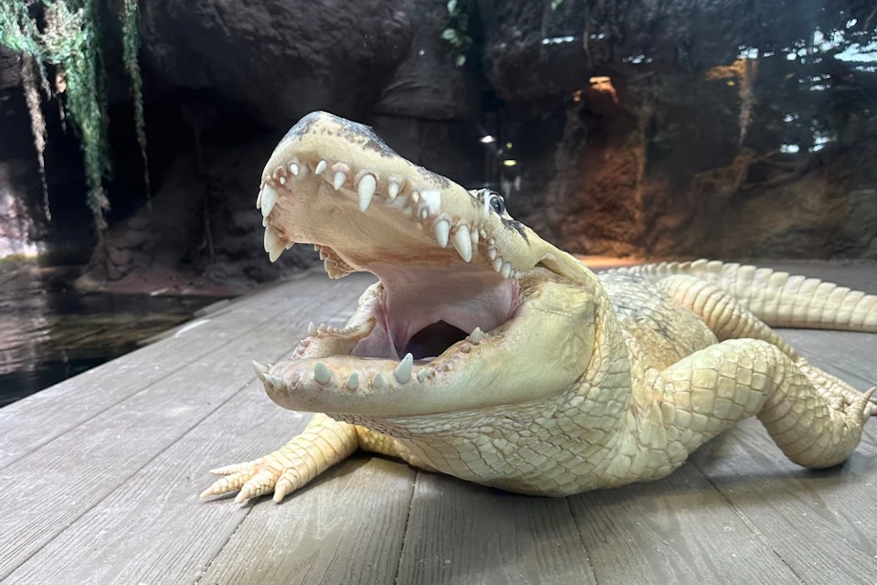 White Alligator