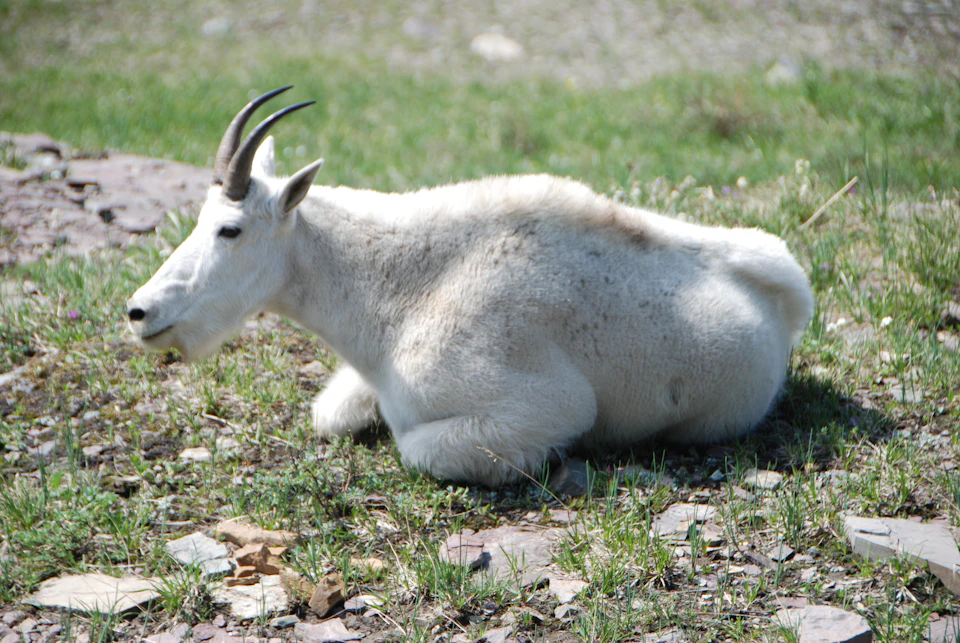 A mountain goat with white fur and curved horns lying on the ground in a grassy area.