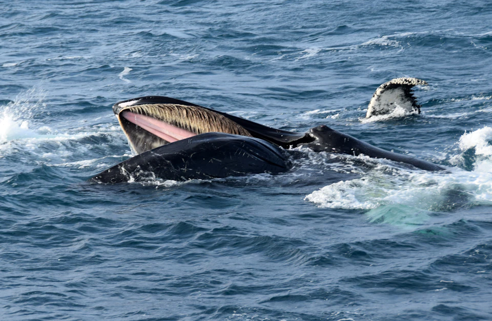 A whale with its mouth open, showing baleen, partially submerged in ocean water with its tail visible in the background.
