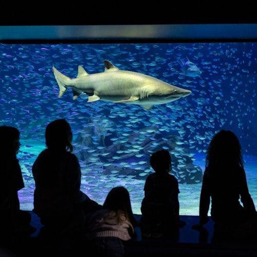 Georgia Aquarium: Skip the Ticket Line