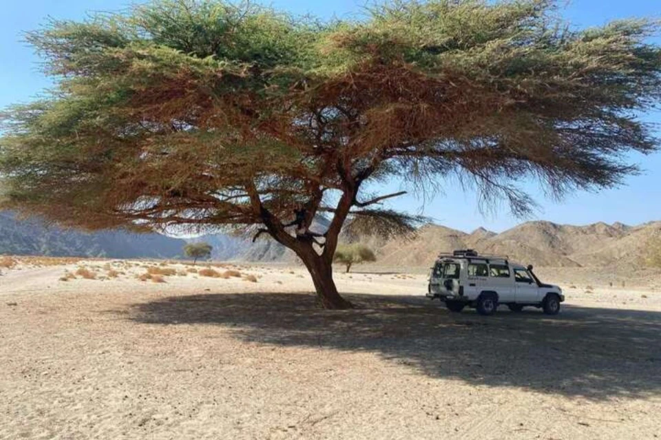 Desert Tent Marsa Alam