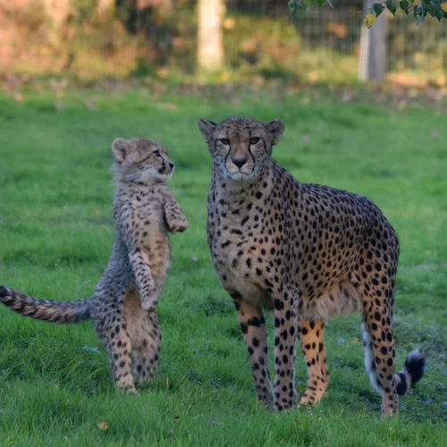 Lumigny Safari Reserve: Entry Ticket - Photo 2