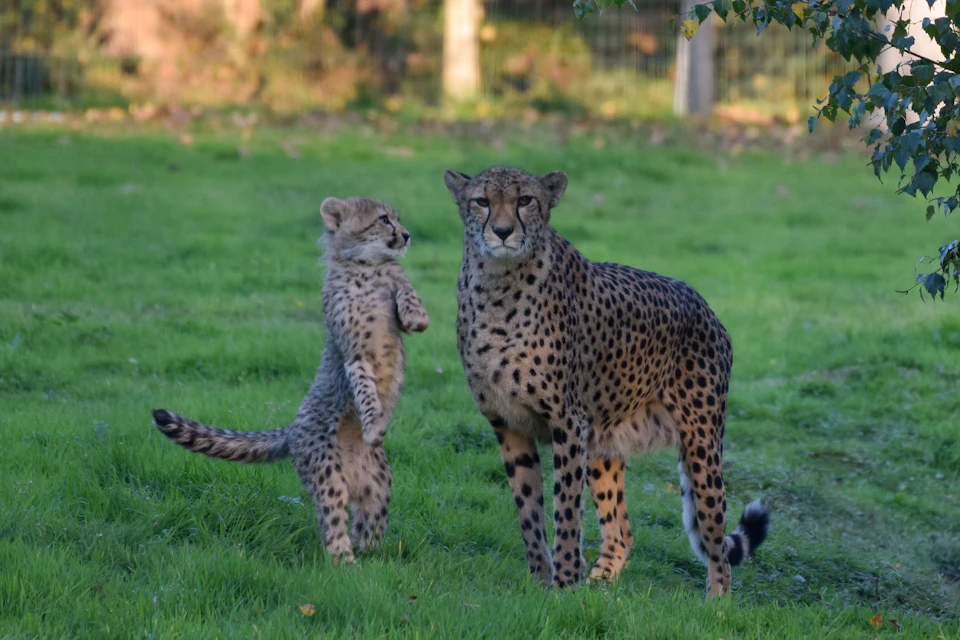 Lumigny Safari Reserve