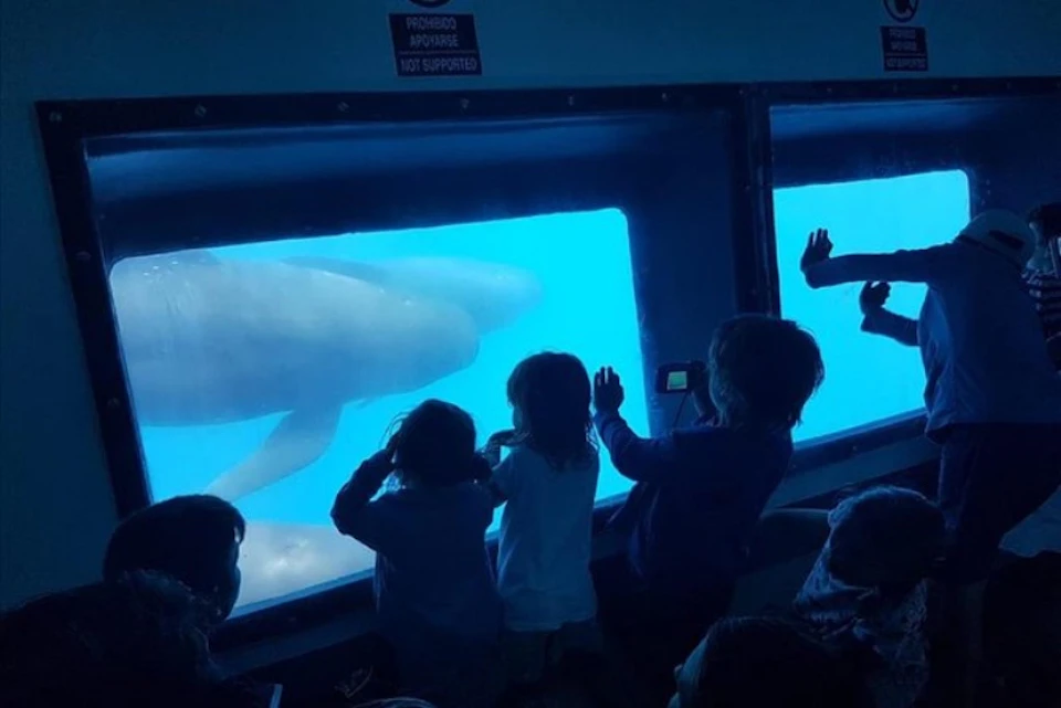 Children inside an underwater view area watch a beluga whale swim by through large windows.