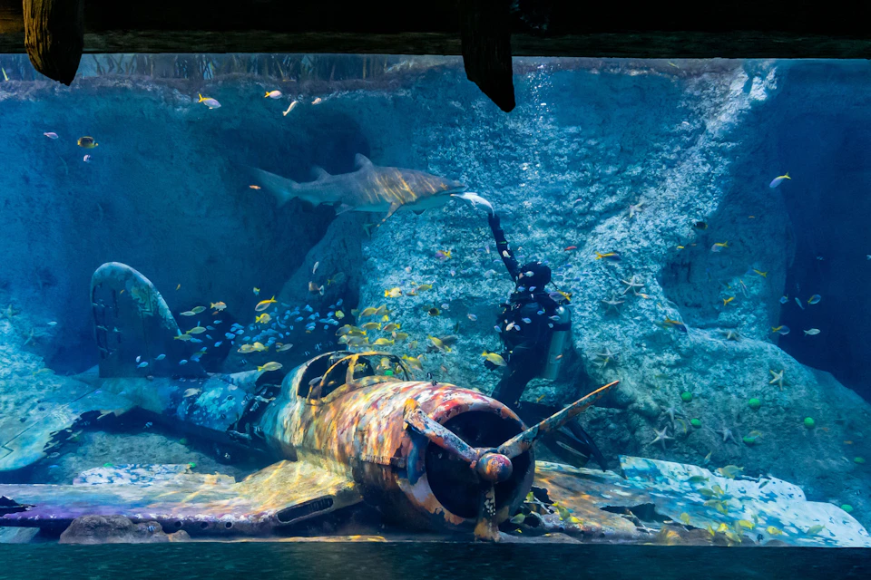 A diver feeds a large shark in an aquarium, surrounded by colorful fish and a sunken, rusted WWII airplane.