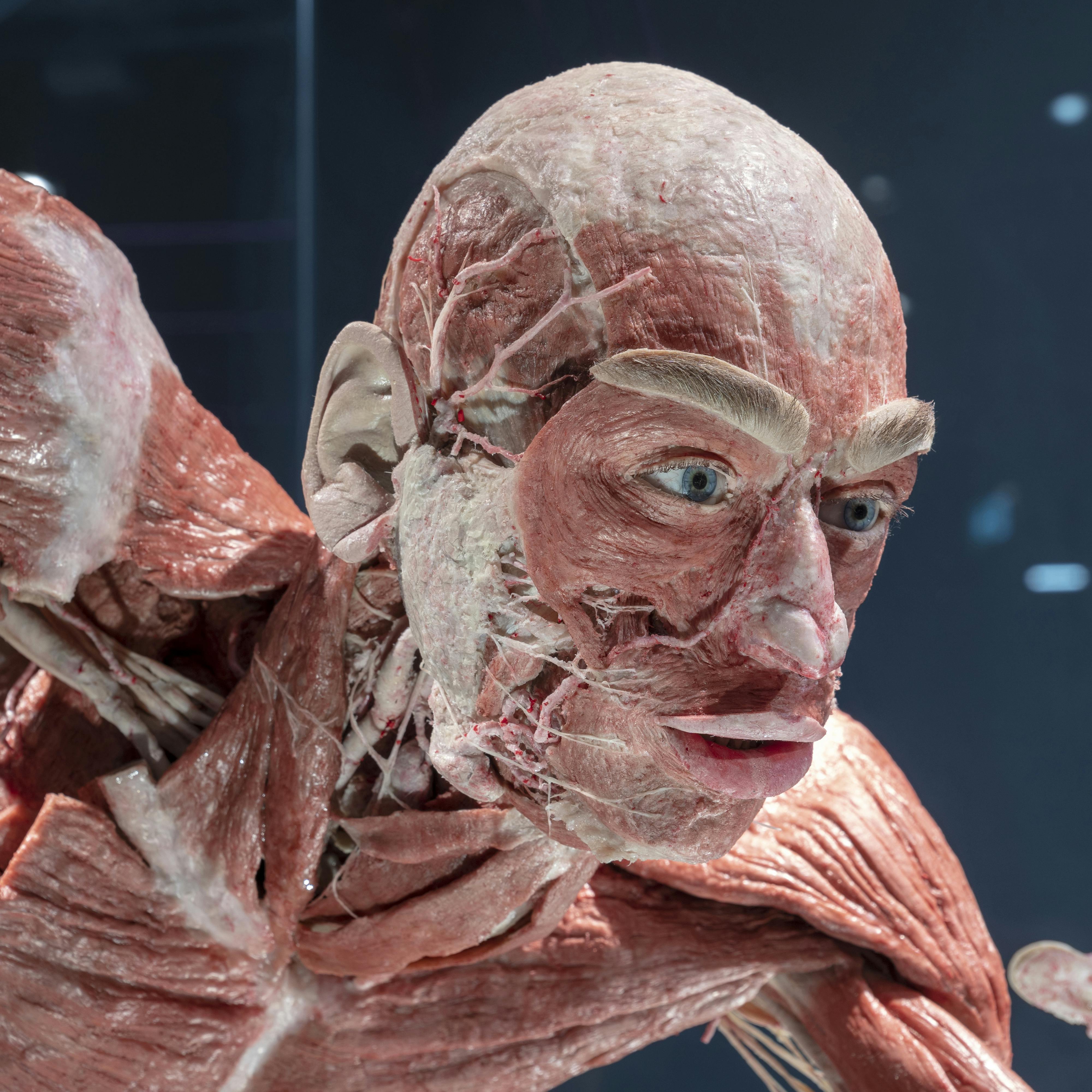 An anatomical model of a human head and upper body, showcasing muscles, tendons, and blood vessels in detail.