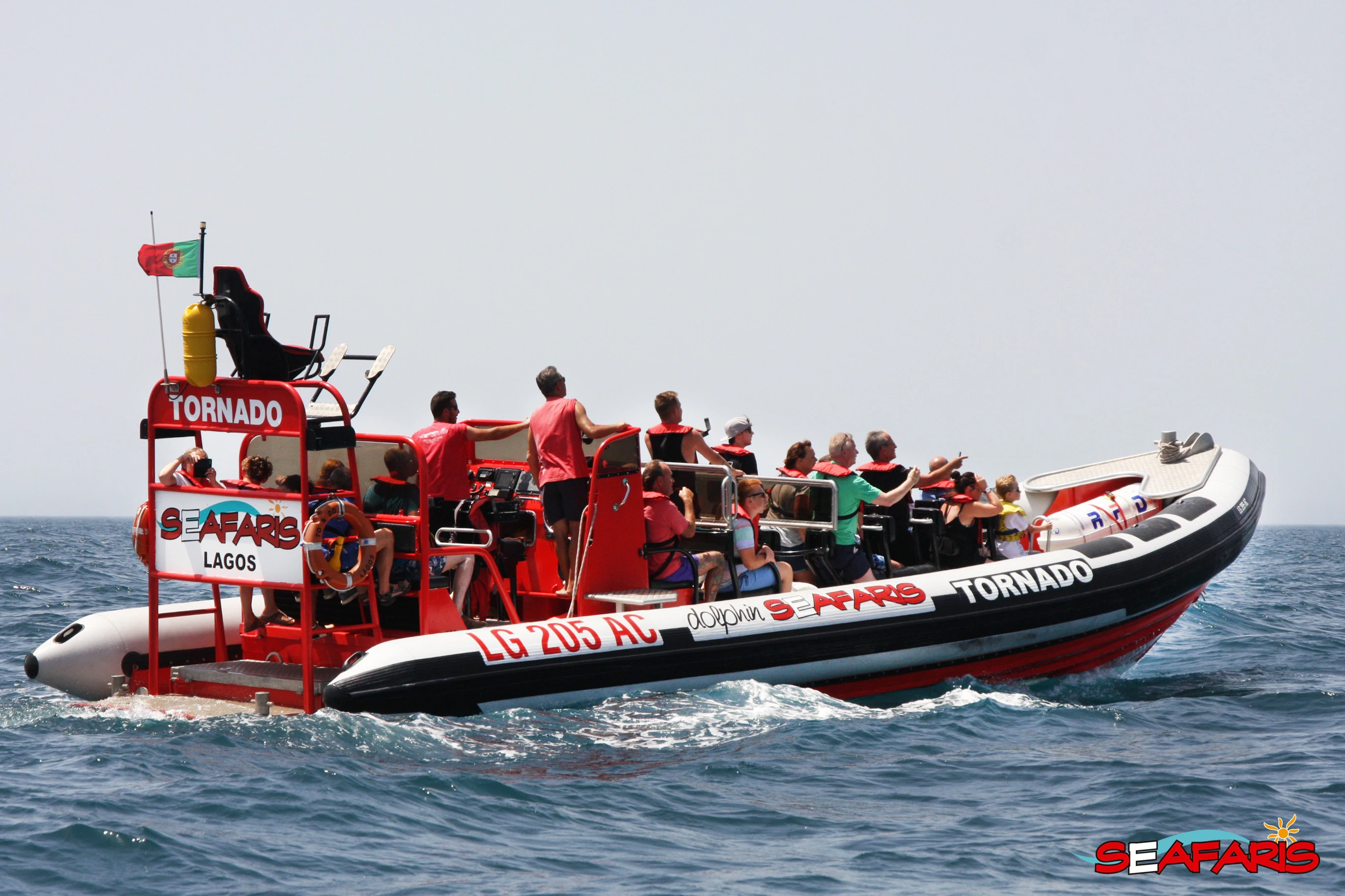 Algarve: Guided Dolphin Watching Tour from Lagos