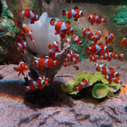 Boutique Aquarium: Ticket at The Top Penang
