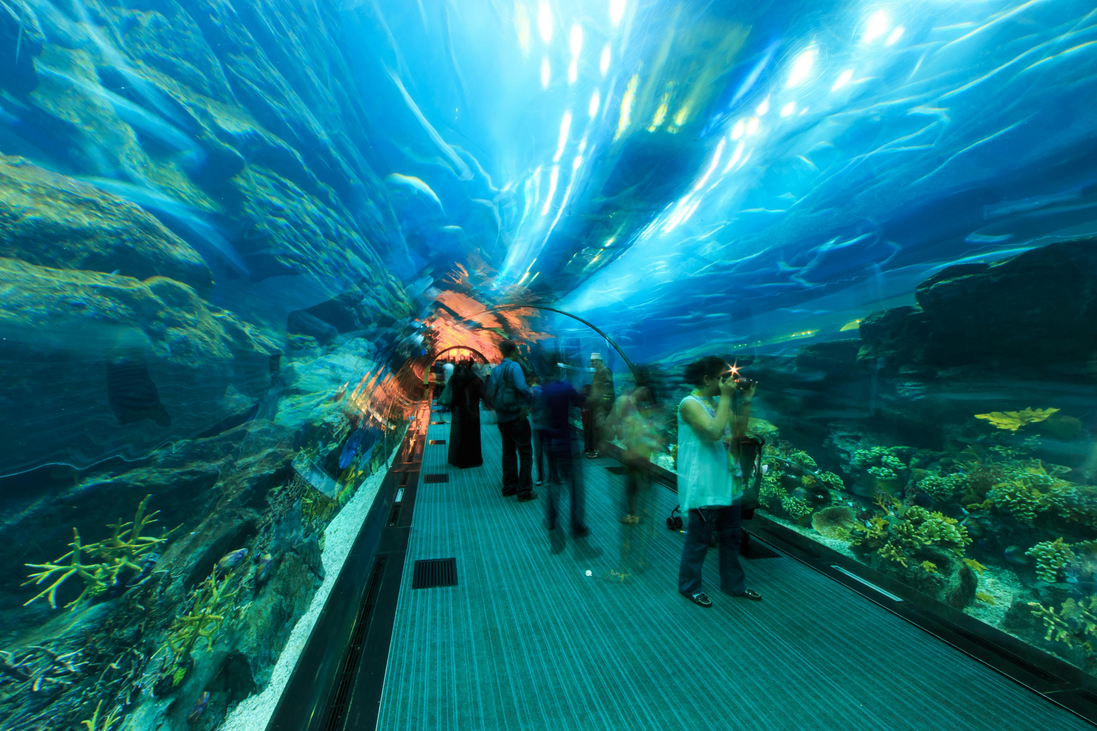 Dubai Aquarium & Underwater Zoo Entry Ticket