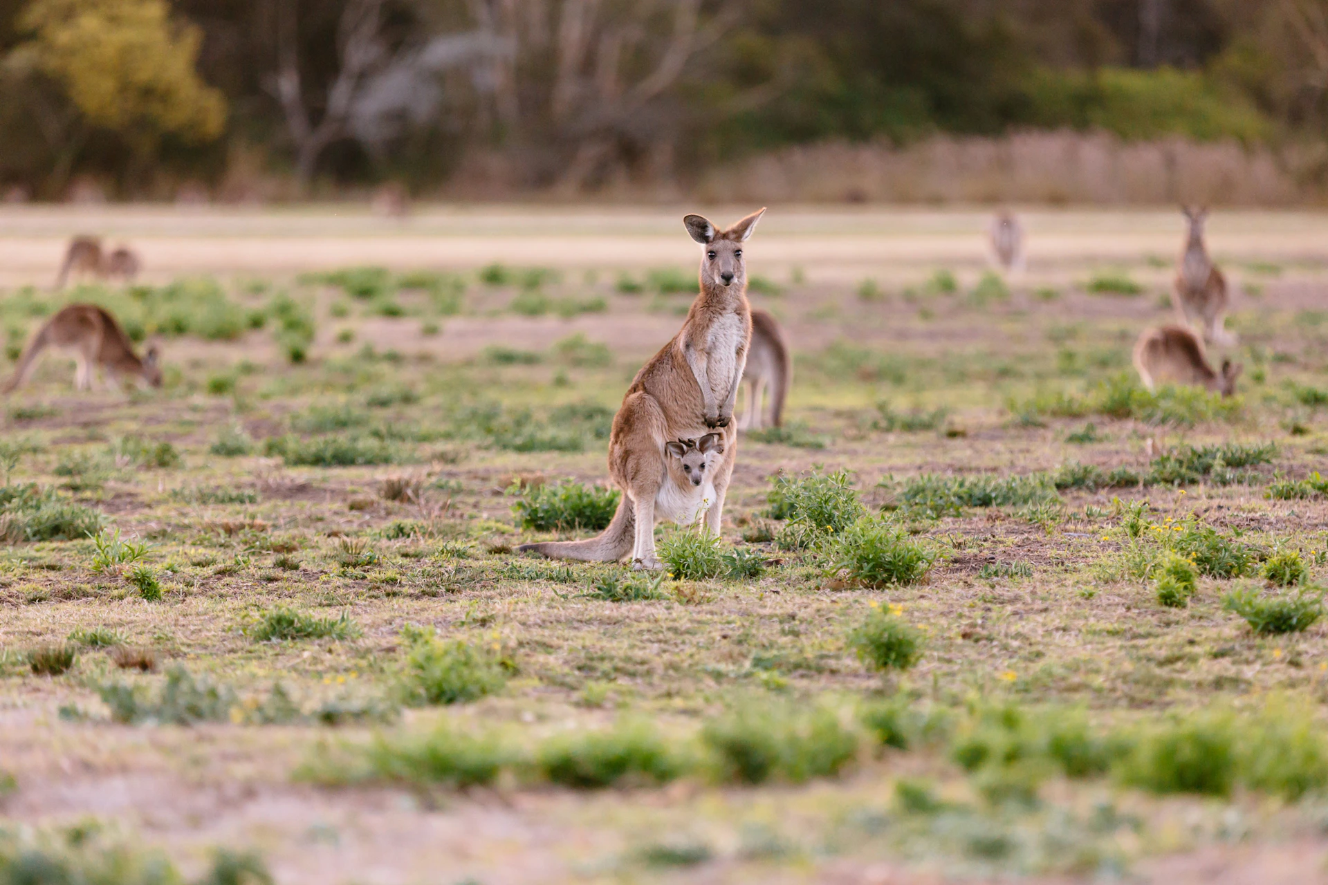 Kangaroo and joey