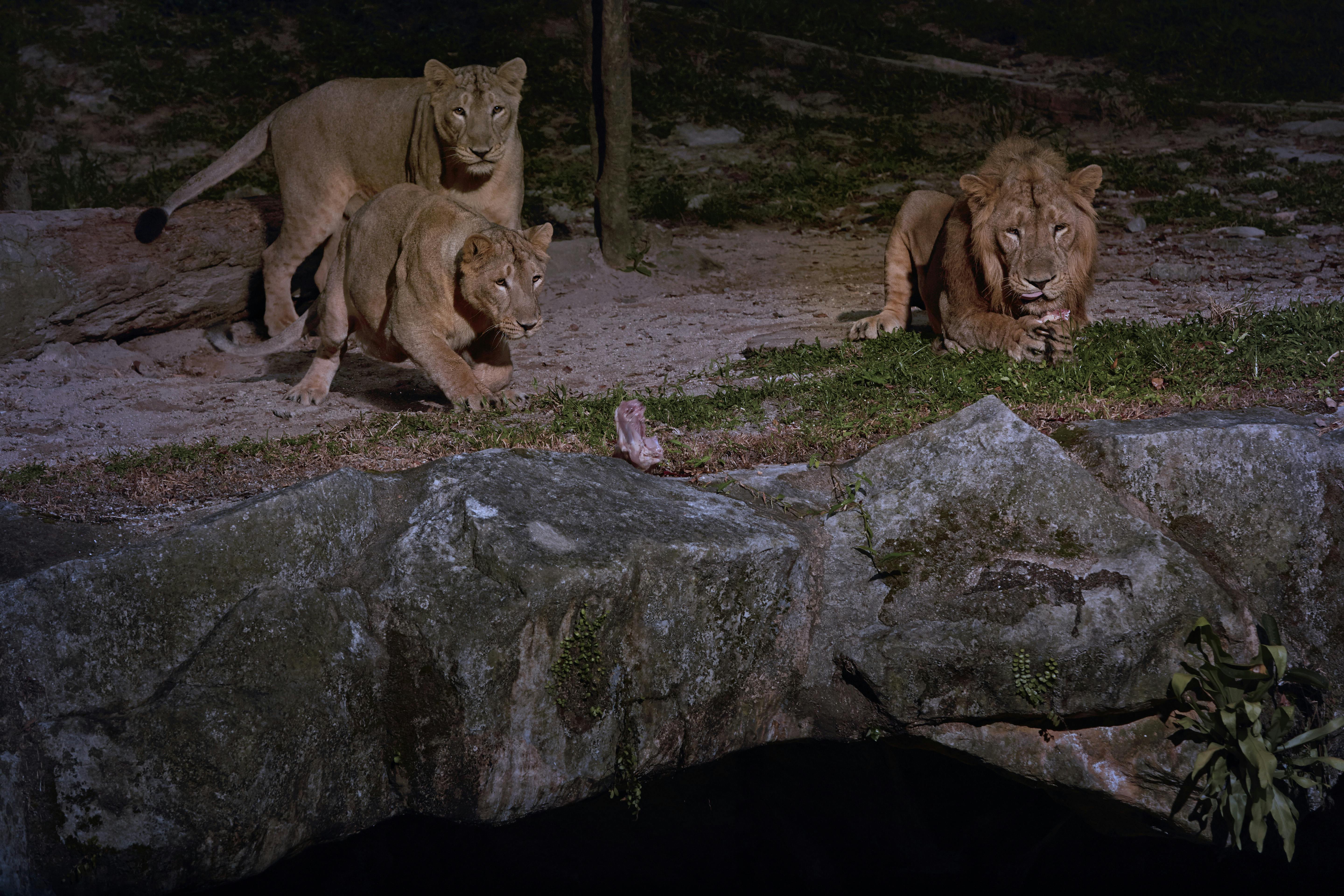 Tři lvi, dva stojící a jeden krčící se, pozorují v noci malé zvíře na skalní římse u vodního útvaru.