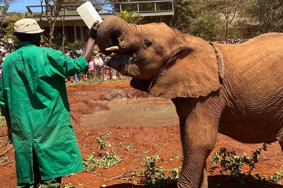 Nairobi: Elephant Orphanage, Giraffe Center + Kazuri Bead Factory Day Tour