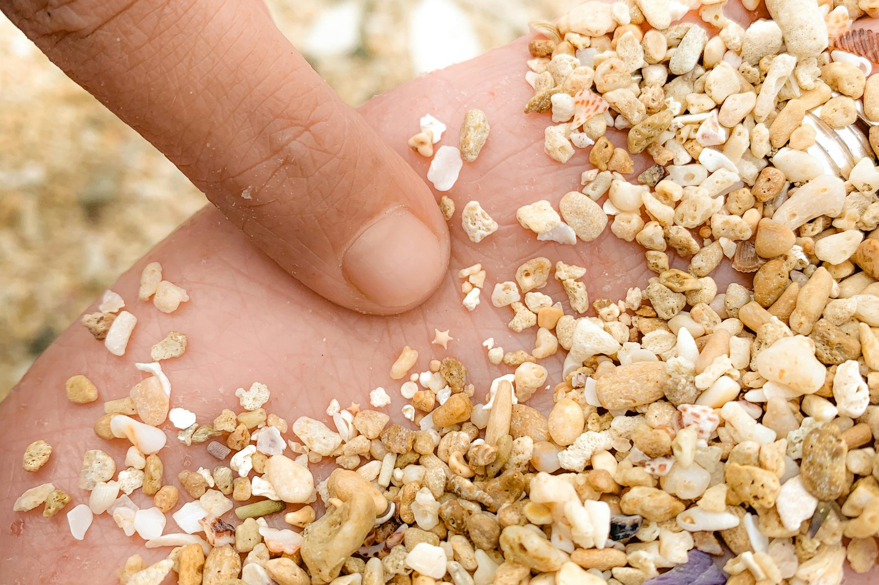 "The Star of the Great Barrier Reef", Foraminifera