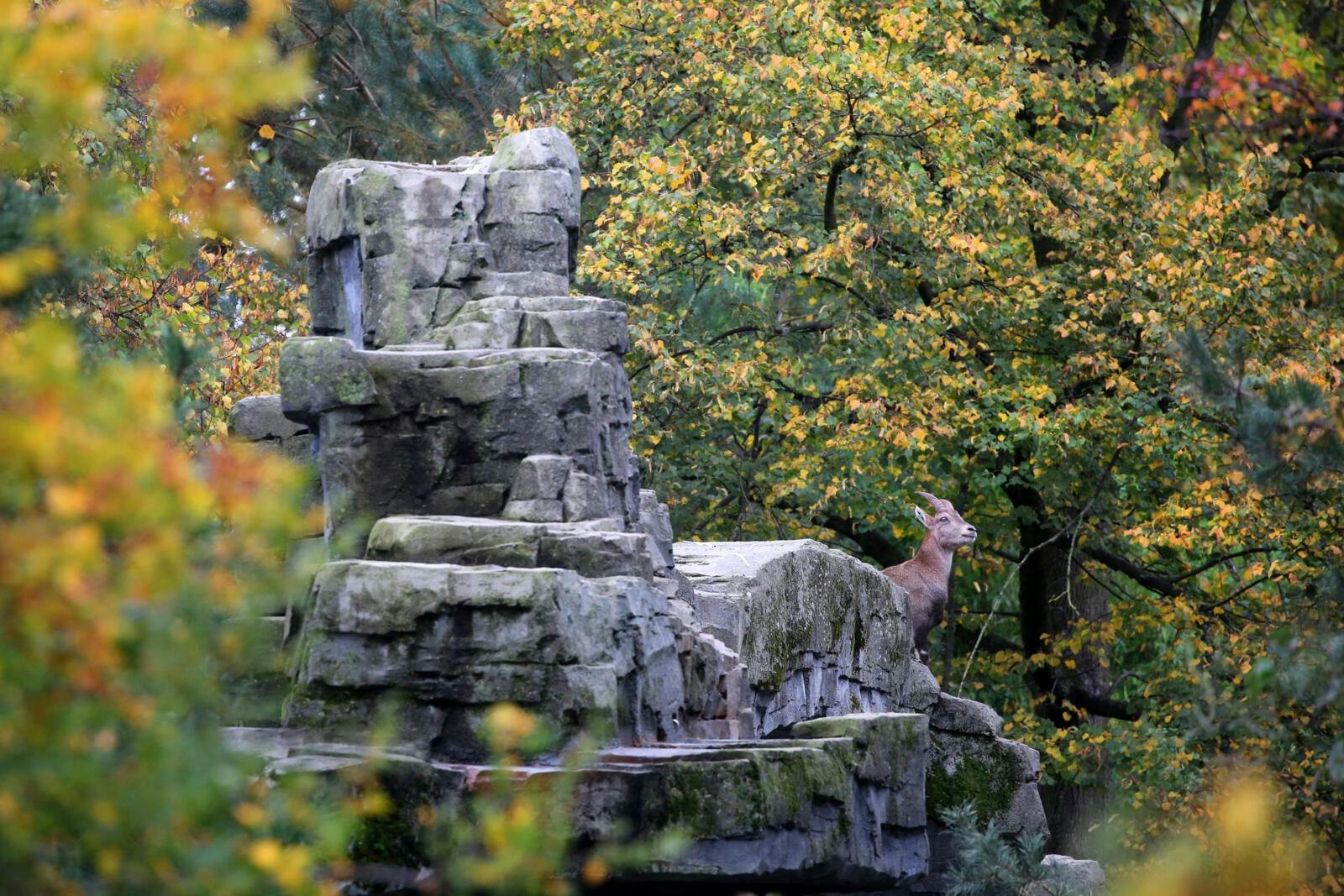 A deer standing on a rocky structure surrounded by autumn trees.