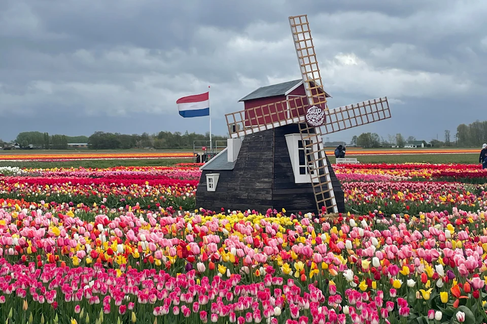 Little windmill at Tulip Experience