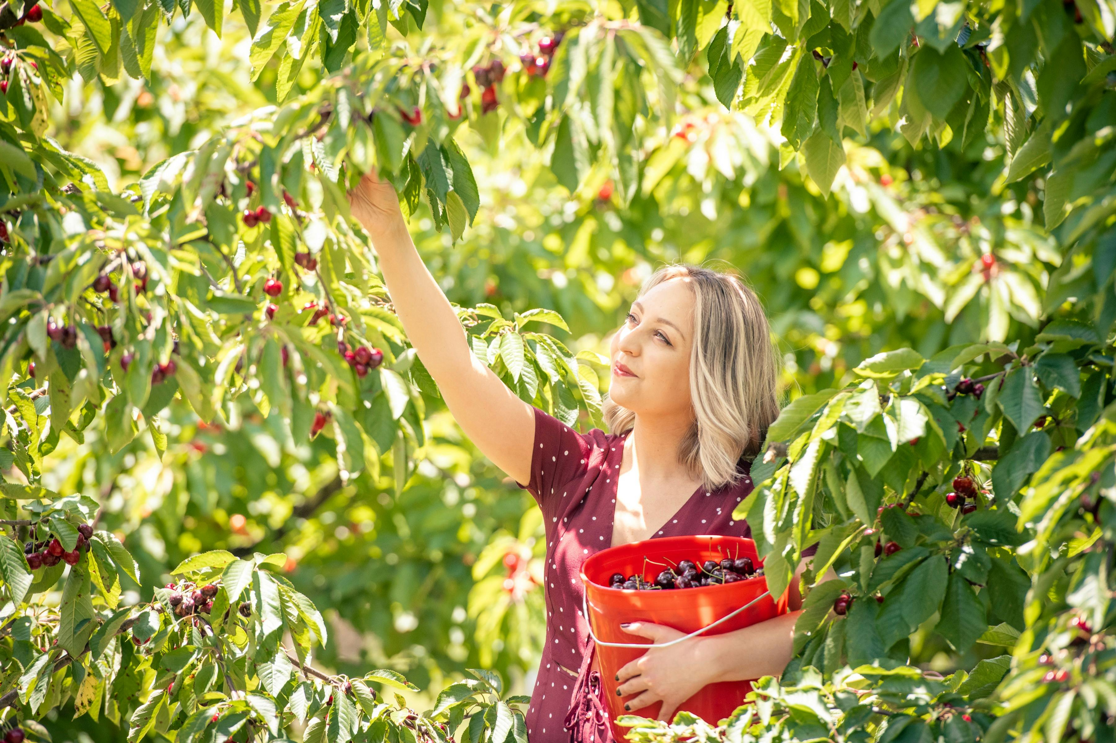 CherryHill Orchards Coldstream: Cherry-Picking Experience