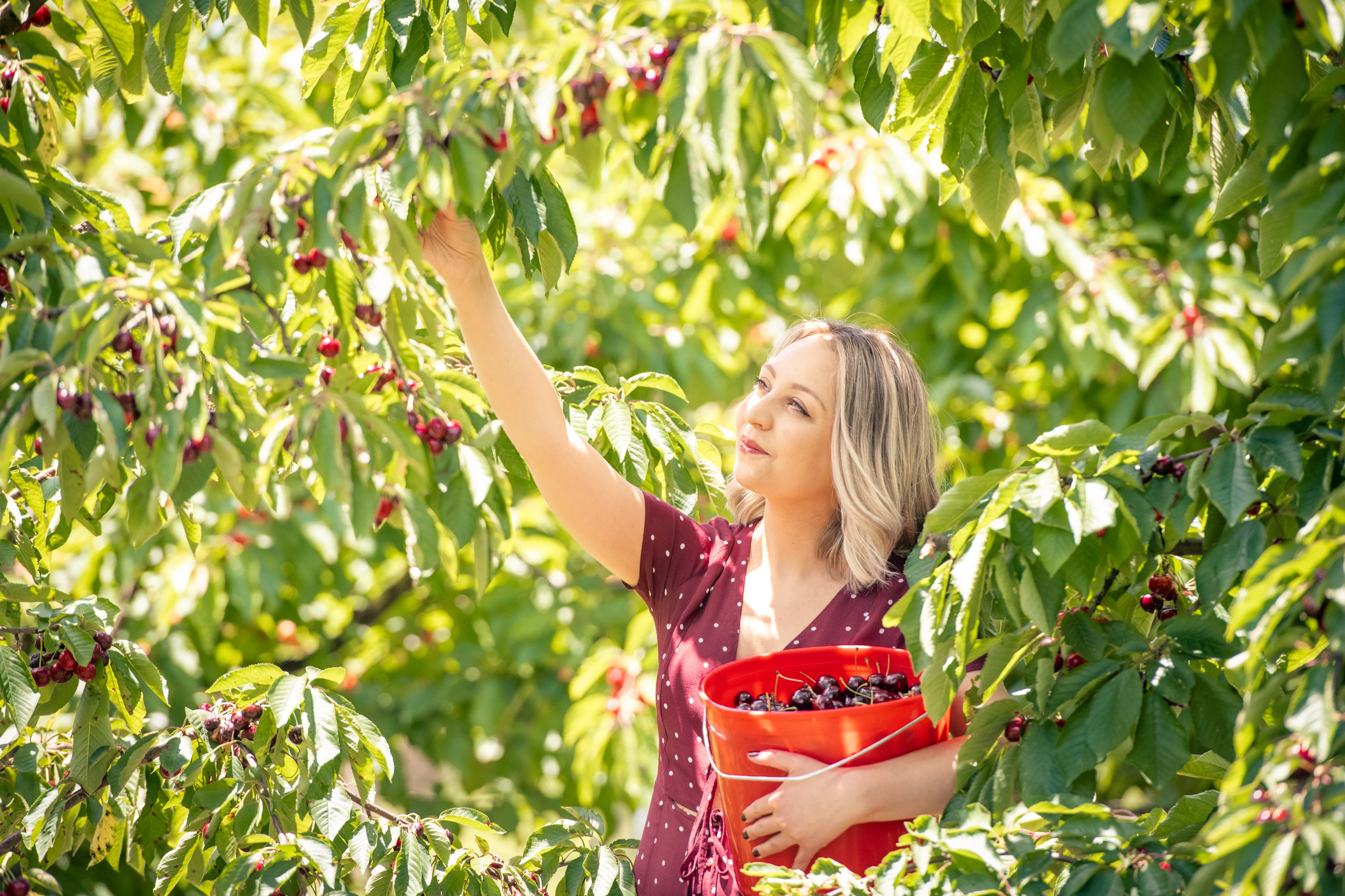 CherryHill Orchards Coldstream: Cherry-Picking Experience