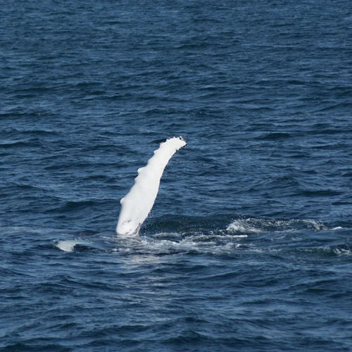 Reykjavik: Whale Watching & Northern Lights Combo Cruise - Photo 4