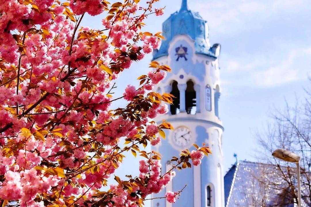 白色钟塔前盛开着粉红色的樱桃树枝，蓝天下有蓝色屋顶装饰。
