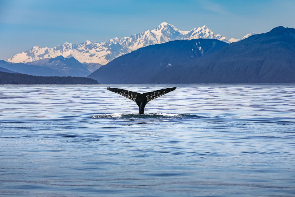 Whale tail