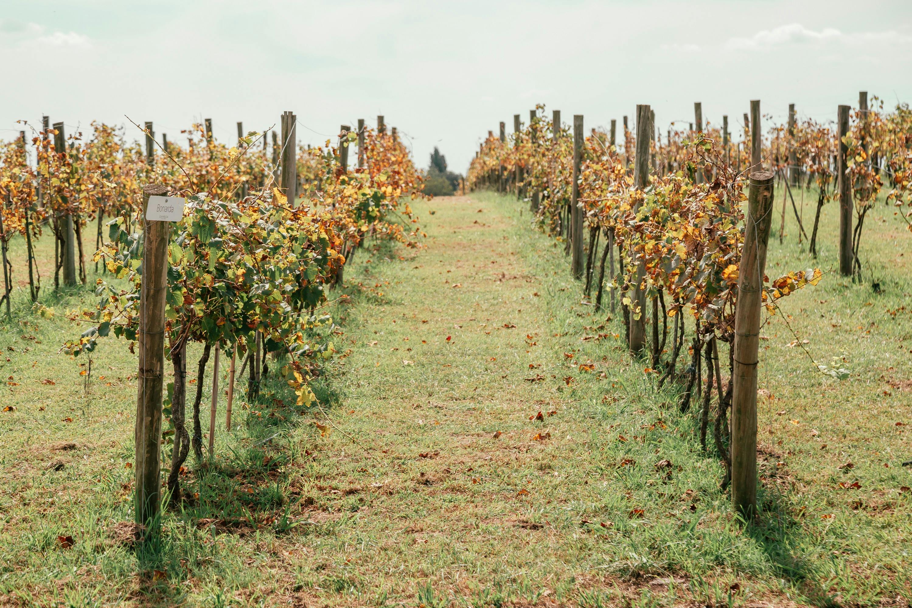 Bodega Gamboa: Guided Winery Tour from Buenos Aires + 5-Course Lunch - Photo 6