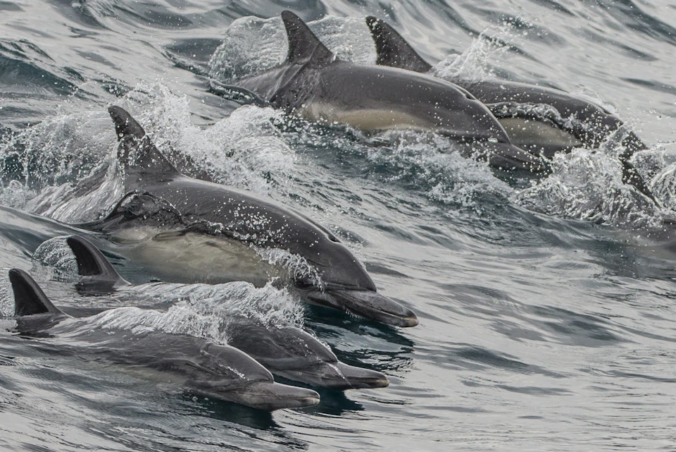 Long Beach Whale Watching & Dolphin