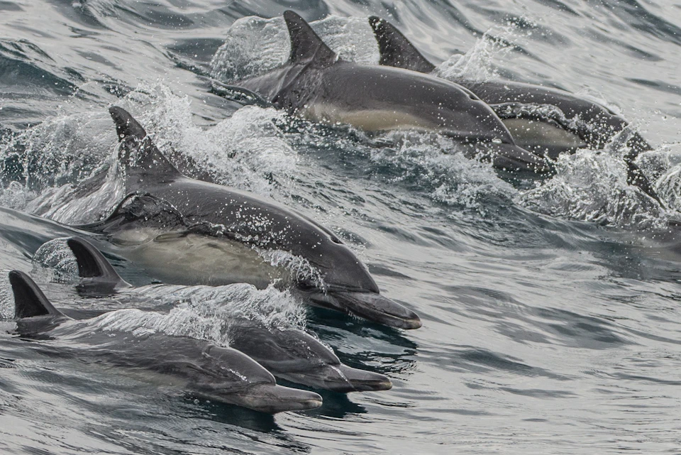 Long Beach Whale Watching & Dolphin