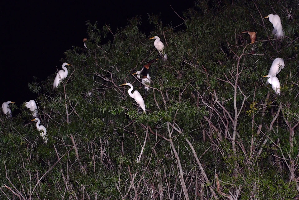 White egrets standing on tree branches under a dark night sky.