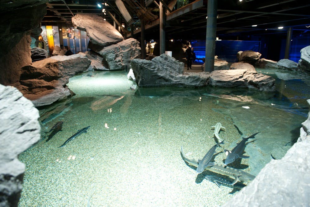 Genoa Aquarium - sturgeons