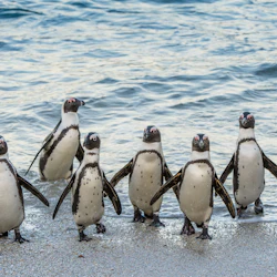 Cape of Good Hope & Boulders Beach: Small-Group Tour 5