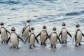 Liten grupp av Boulders Beach Penguins.