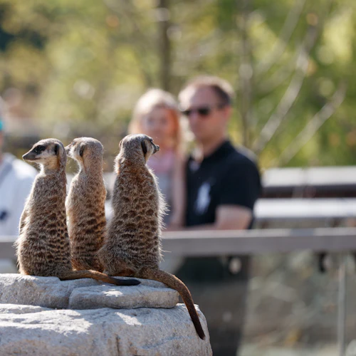 Zoológico de Copenhaga: bilhete sem filas - Photo 4